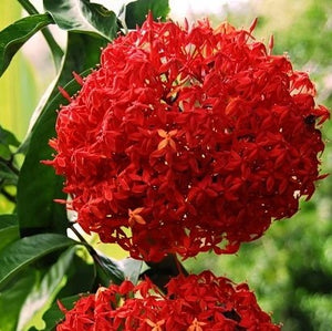 Ixora Super King 3G/10"