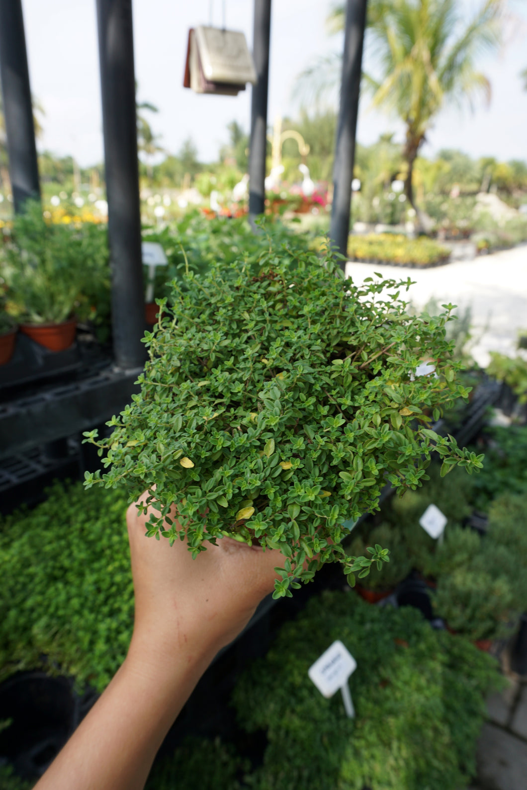 Thyme Compacta 4.5