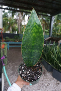 Sansevieria Whale Fin 6"