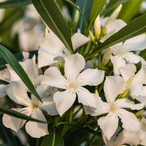 Oleander Bush White 10"