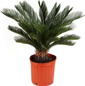 Sago Palm 3G/10"