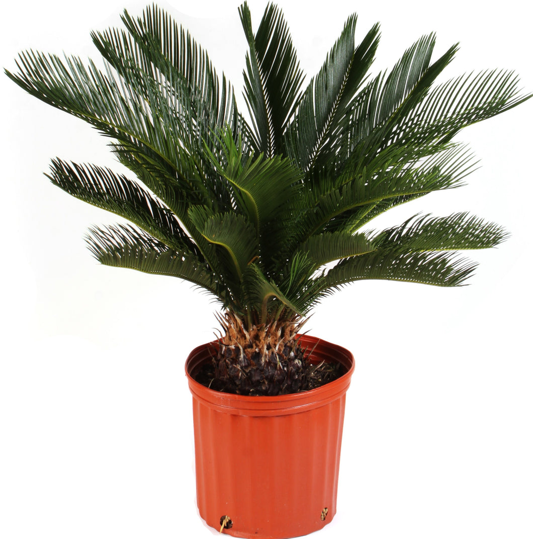 Sago Palm 3G/10