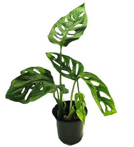 Philodendron Swiss Cheese 8" HB