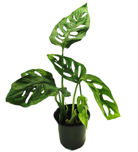 Monstera Swiss Cheese 4"