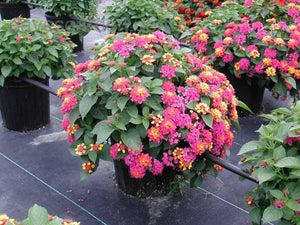 Lantana 3G/10"