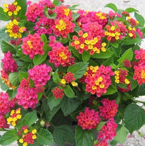 Lantana Fuchsia Mound 6”