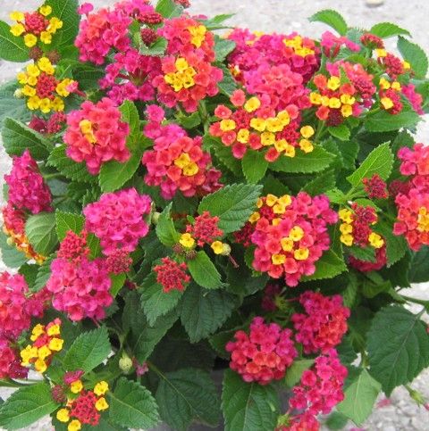 Lantana Fuchsia Mound 6”