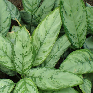 Aglaonema BJ Freeman 6"