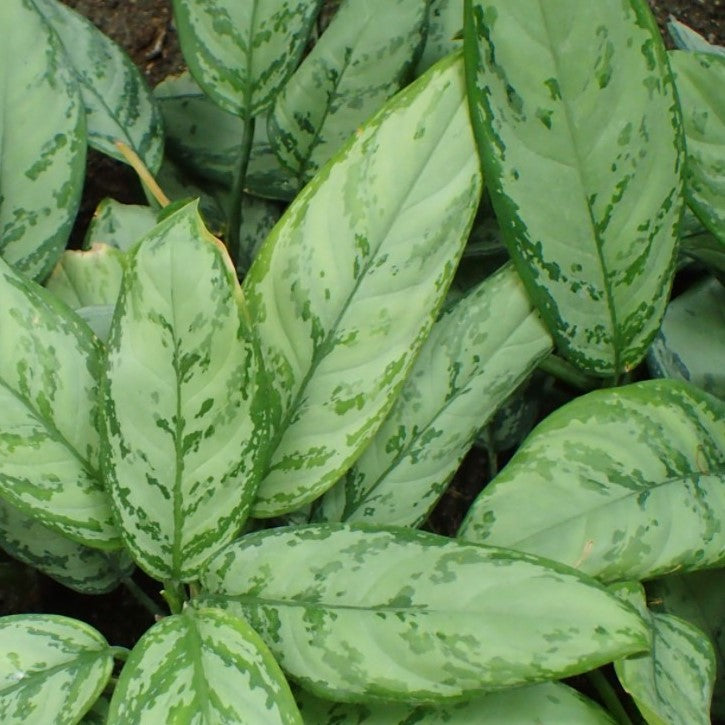 Aglaonema BJ Freeman 6