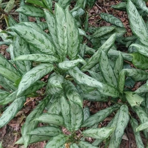 Aglaonema Burmese Evergreen 6"