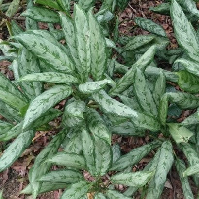 Aglaonema Burmese Evergreen 6