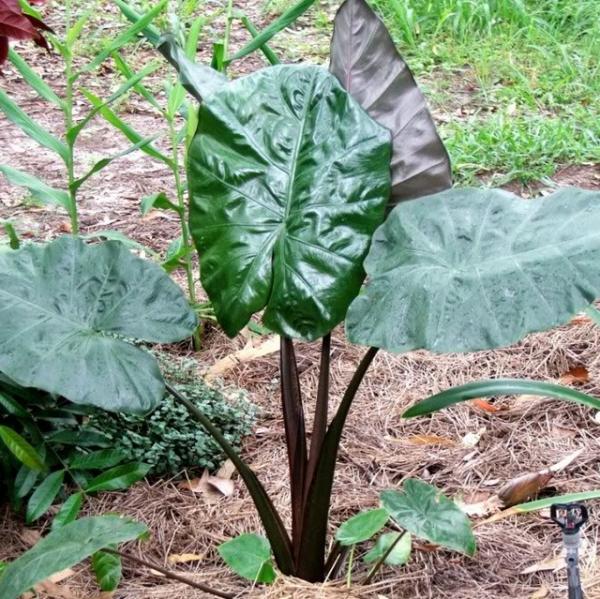 Alocasia Metallica 3G/10''