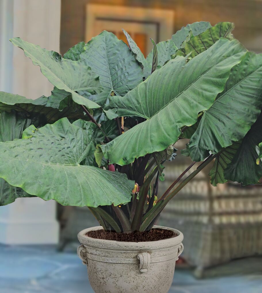 Alocasia Sumo 10