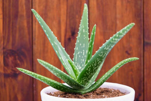 Aloe Vera 3G/10"