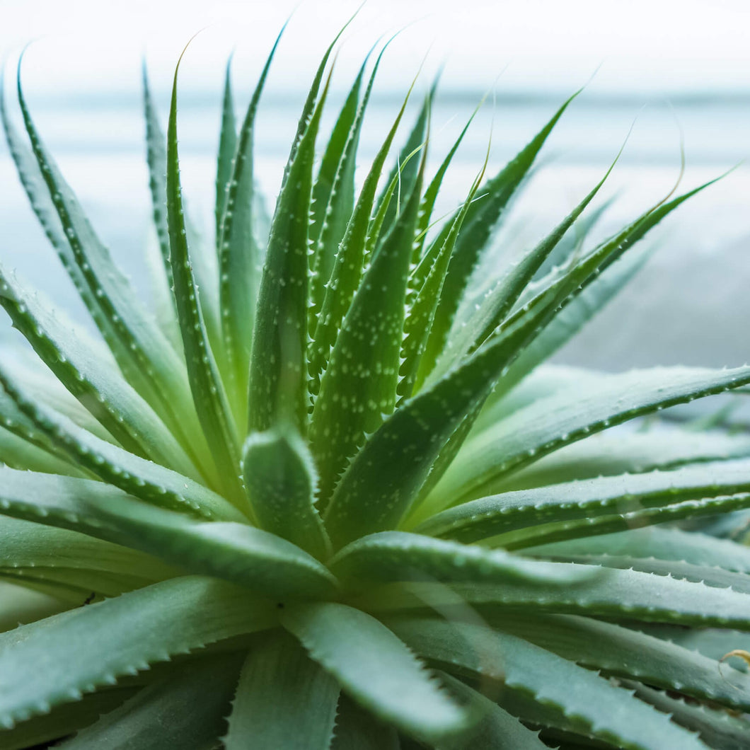 Aloe Vera 6