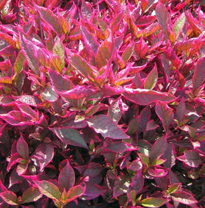 Alternanthera Brazil Red Hot 6"