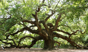 Live Oak Tree 100 Gallons