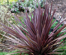 Load image into Gallery viewer, Cordyline Red Sensation 6"
