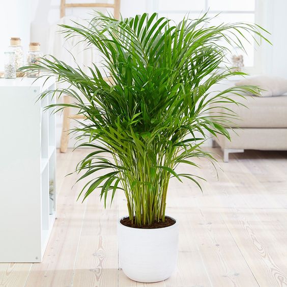 Areca Palm Premium 14”