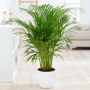 Areca Palm 3G/10"