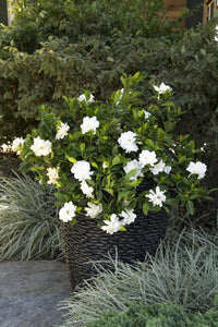 Gardenia August Beauty 3G/10"