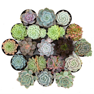 Assorted Succulent, Premium XL 6"