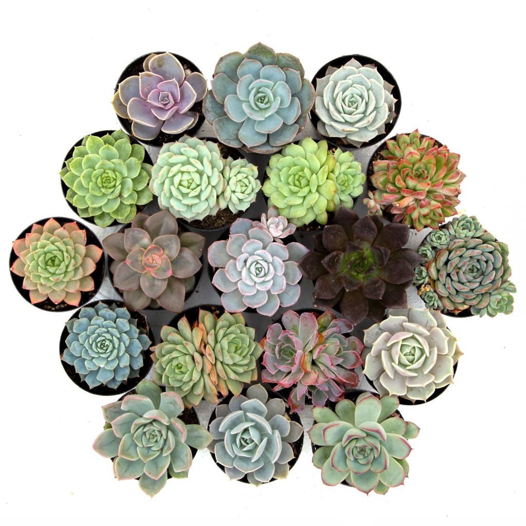 Assorted Succulent, Premium XL 6