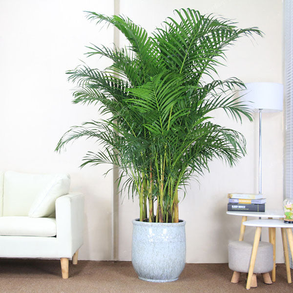 Bamboo Palm 7G/14