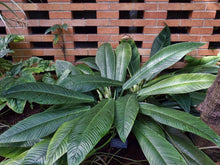 Load image into Gallery viewer, Philodendron Campii 6"
