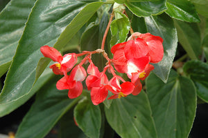 Begonia Dragon Wing Red 6"