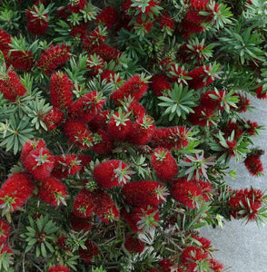 Callistemon Bottlebrush Clustering 7G/14"