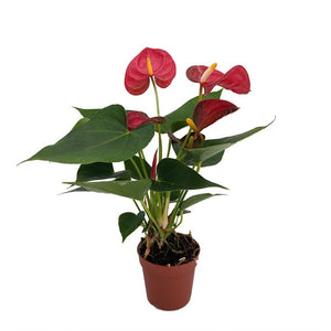 Anthurium 3"