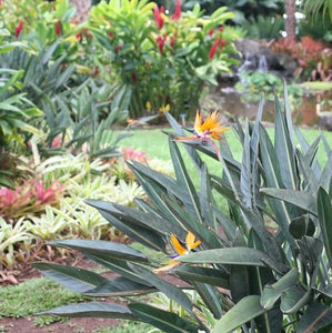 Orange Bird of Paradise 3G/10"