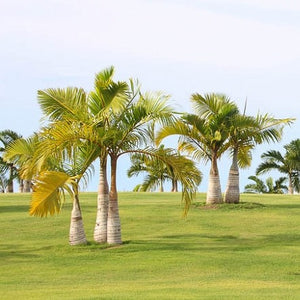 Bottle Palm Triple 30G