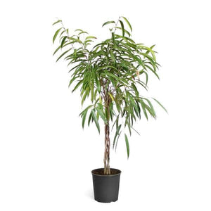 Ficus Alii Braid 3G/10"