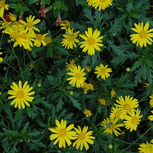 Load image into Gallery viewer, Bush Daisy 3G/10"
