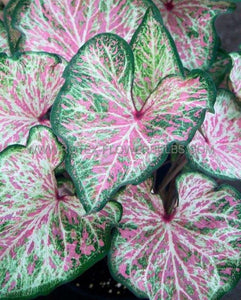 Caladium Dot's Delight 4.5''