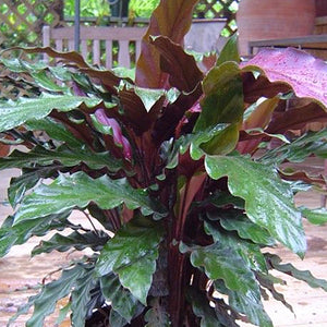 Calathea Rufibarba 4"