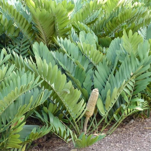 Cardboard Palm 6