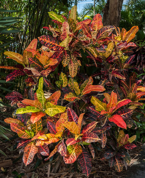 Croton Rudy Std 3G/10''