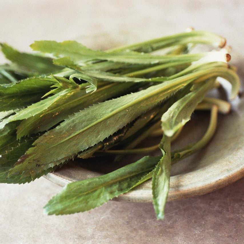 Culantro 4''