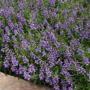 Angelonia Serenita Blue Sky 6”