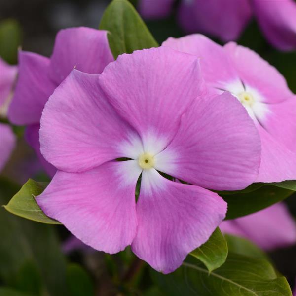 Vinca Orchid 4.5”