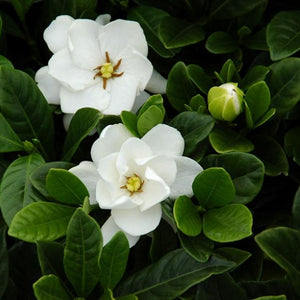 Gardenia Dwarf Buttons Bush 3G/10"