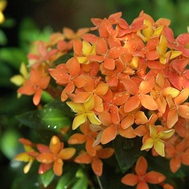 Ixora Taiwanese Orange 6