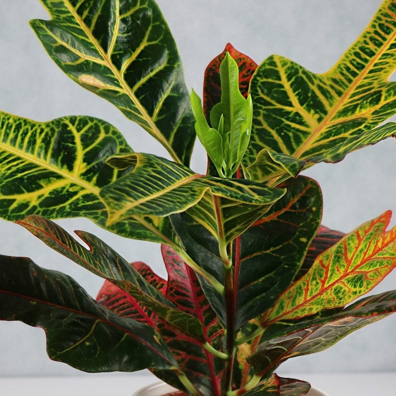 Croton Excellent 7G/14''