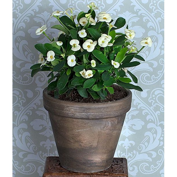 Euphorbia Milii Helena White 6''