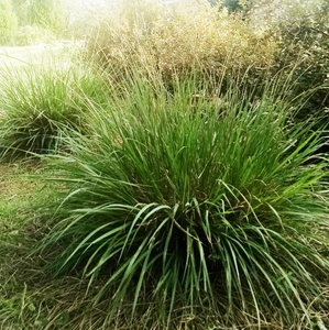 Fakahatchee Grass 3G/10"