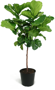 Ficus Lyrata Braid 7G/14"