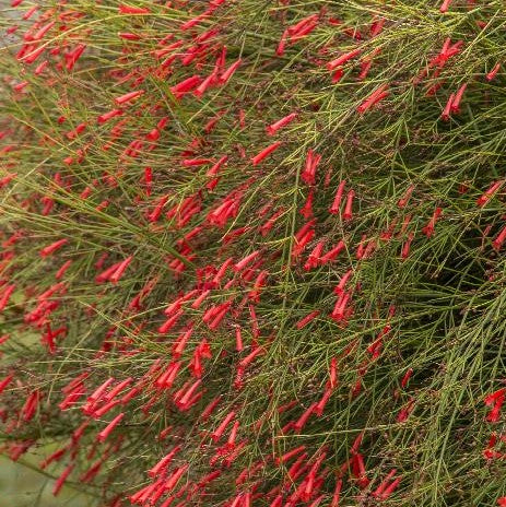 Firecracker Red 6